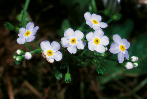 Însămânțarea florilor