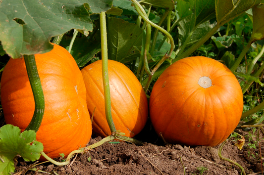 Cultivarea dovlecilor