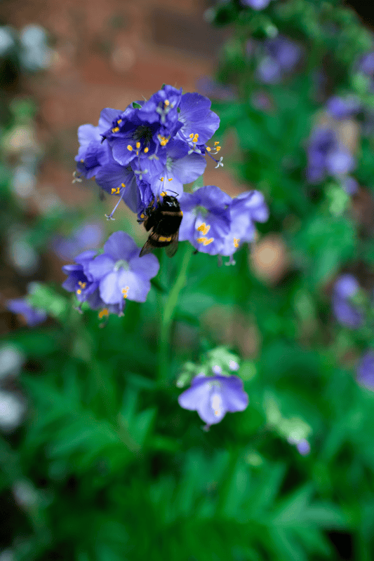 Columbine sau caldaruse